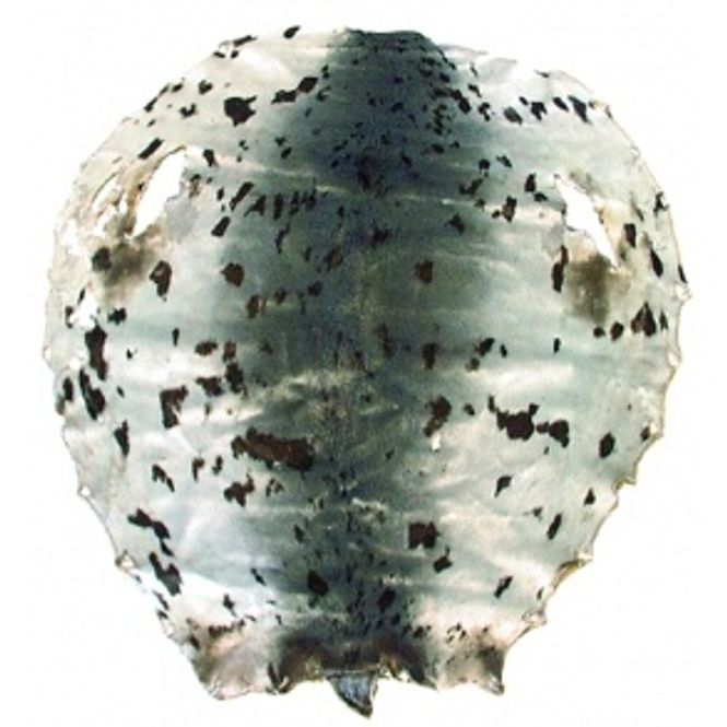 Hovedbilde Selskinn naturell